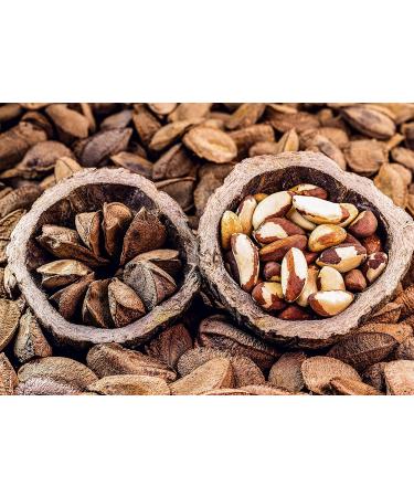 Organic Dry Roasted Brazil Nuts with Himalayan Salt 1lb - Vegan & Kosher Friendly, High Protein & Selenium, Keto-Friendly Snack - No Oil Added, Oven Roasted, Whole Nuts - Bulk Pack of 1 - Buy Online on GoSupps.com
