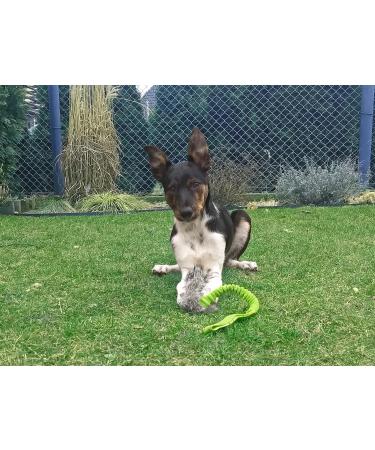 Dingo Dog Toy - Squeaky Fur Green Bungee Handle Tug & Training Game for Dogs | Fleece Mop Sausage 15584-2 - Buy Online on GoSupps.com