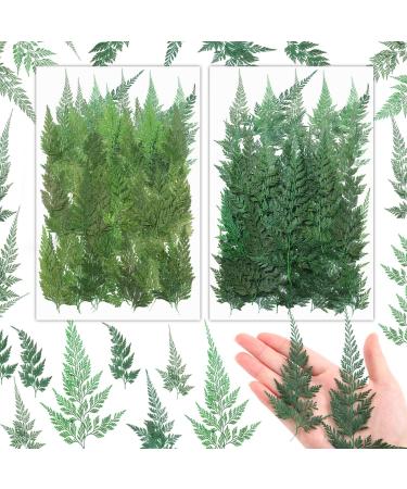 200 Pcs Dried Pressed Flowers Leaves Larkspur Flowers Small Dry Flowers Preserved Natural Ferns Real Dried Leaves Plant Leaf for Resin Arrangements Home Wedding Art DIY Crafts Decors (Green Leaf) - Buy Online on GoSupps.com
