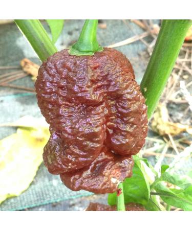 CHILLY SEEDS - BIG MAMA-4 VARIETA'- BLACK-MUSTARD-RED-YELLOW