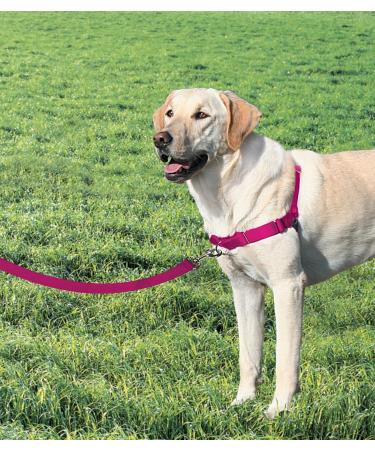 Buy PetSafe Easy Walk Harness - Anti-Pull Dog Harness (Size M Pink) with 1.8M Leash | Reduces Choking & Coughing - Shop Internationally! - Buy Online on GoSupps.com