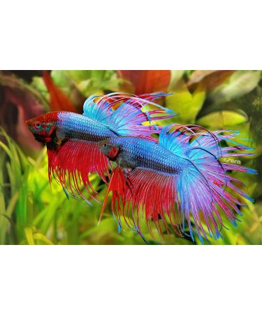 Sera Bettagran Nature Aquarium Food 100 ML - Pack of 2 - Buy Online on GoSupps.com