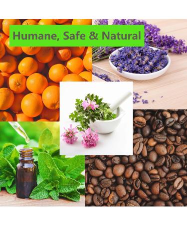 2 Pack Cat Repellent & Training Spray. Tried & Tested Concentrated Blend. Coffee Citronella Lavender Peppermint & Orange Oil. Humane Ultra-Effective & Safe Deterrent for Indoor & Outdoor Use. - Buy Online on GoSupps.com