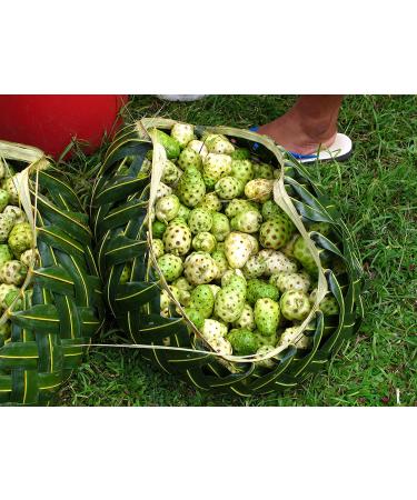 Squeeze Dried Noni to Go Sticks - Hawaiian Noni and Green Tea Blend - Antioxidant-Rich & Immune-Boosting - 30 Count Pack - Buy Online on GoSupps.com