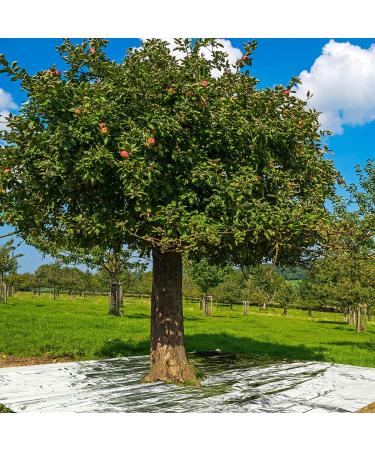 Maitys 4 Pcs Emergency Blankets - High Silver Reflective Mylar Film - Hiking & Rescue Heat Protection - Garden Greenhouse Covering - Buy Online on GoSupps.com