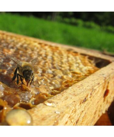 GRF Certified French Royal Jelly Unique Total Quality Label 100% Natural neither transformed nor frozen 3 jars 10g harvestedSummer2020 from M.Outters Beekeeper of Sologne Selection YoD lices  - Buy Online on GoSupps.com