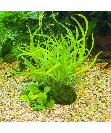 6Pcs Moss Balls Natural Green Moss Balls Live Aquarium Plants 1.2-1.6 inch Artificial Seaweed Ball Plants Water Grass Shrimp Water Grass Balls for Fish Tank Terrarium - Buy Online on GoSupps.com