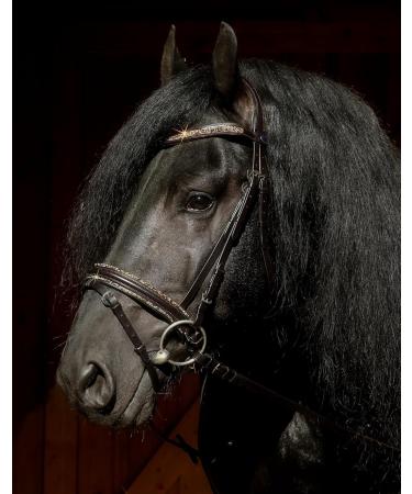Havanna Bridle Brown Glitter Nose & Browband | Tysons VB WB XF XXF Coldblood | Very Large X-Full - Buy Online on GoSupps.com