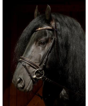 Havanna Bridle Brown Glitter on Nose and Browband Bridle Tysons VB WB XF XXF Coldblood very large XX Full