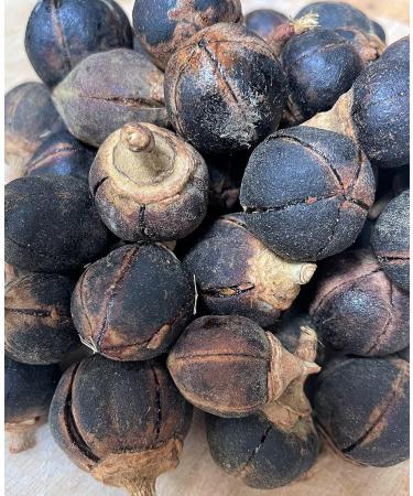 GORONTULA Fruit Azanza Garckeana Organic Sweet Silky Snot Apple Kayamata Various Sizes 30 Pieces - Buy Online on GoSupps.com