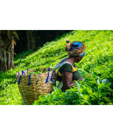 Dethlefsen Balk teemando Green Tea Blend Sencha Maple Honey Lemon Maple Honey Lemon Nut Flavored 1 kg - Buy Online on GoSupps.com