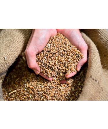  Rustichella d'Abruzzo Busiate Timilia Organic Abruzzo Rustichella 500g - Buy Online on GoSupps.com