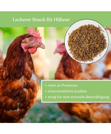 Blumixx Mealworms for Wild Birds & Small Animals - 800g Nutritious Dried Feed | Ideal Winter Bird Food & Pet Supplement - Buy Online on GoSupps.com
