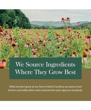 Gaia Herbs Nootropic Focus - Brain & Cognitive Support Supplement to Help Maintain Healthy Concentration* - with Saffron Lemon Balm & Spearmint - 40 Liquid Phyto-Capsules (20 Servings) 40 Count (Pack of 1) - Buy Online on GoSupps.com