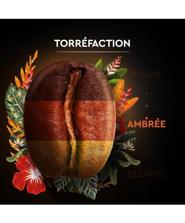 BLACK CARD - Carte Noire Secrets de Nature Grain Coffee - Catuai Romex - Rainforest Alliance Certified - Pack of 1 kg - Buy Online on GoSupps.com