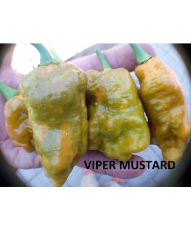 NAGA VIPER RED + NAGA VIPER MUSTARD SEEDS