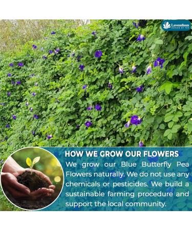 Lavendium CA Premium 220g (7.76oz) Blue Butterfly Pea Flowers 100% Natural & Pure from Blue Butterfly Pea Flowers Dried Wildcrafted Blue Pea Flowers Tea Butterfly Pea Flowers Loose Leaf Herbal Tea No Gluten Vegan - Buy Online on GoSupps.com
