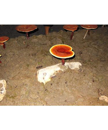 Dragon Herbs Duanwood Reishi Spore Oil 500mg - 30 Softgels | Premium Immune Support - Buy Online on GoSupps.com