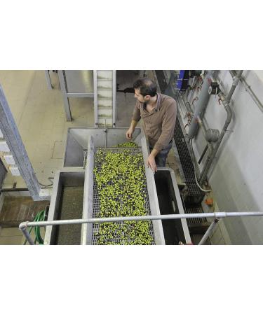  Gnavolini Raccolta Sapore Extra Virgin Olive Oil 100% Italian Cold Extracted from Gnavolini Harvest Flavor | 500ml Round Jar | Extra Virgin Oil for Culinary Excellence - Buy Online on GoSupps.com