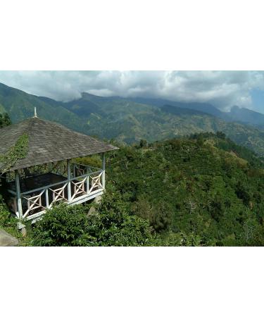 Jamaica Blue Mountain - 10 Single Use Coffee Bags - Sea Island Coffee - 100% Authentic Blue Mountain Ground Coffee - Buy Online on GoSupps.com