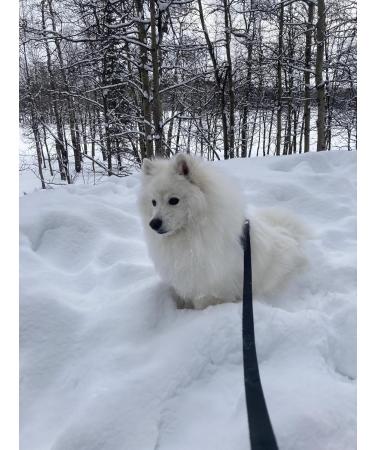 Yak Cheese Dog Chews All-Natural Chews for Dogs. Long Lasting Yak Milk Dog Chews for Aggressive Chewers for Teething Puppies & Bored Dogs (X Large 2 Pack) 2 count (Pack of 1) X Large - Buy Online on GoSupps.com