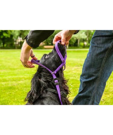 Gencon Medium Headcollar Right Black/Silver Medium Black/Silver - Buy Online on GoSupps.com