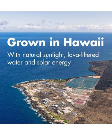 Pure Hawaiian Spirulina - 1000 mg Tablets 180 Count - Vegan Hawaiian Grown Superfood 180 count (Pack of 1) - Buy Online on GoSupps.com
