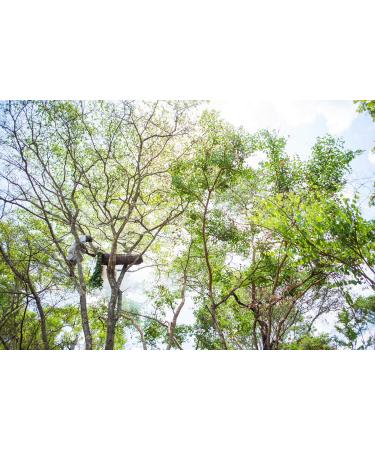 ZAMBEEZI Organic Beeswax Lip Balm Variety 4 Pack - Lemongrass Tangerine & Honeybalm - Fair Trade & Ethically Sourced - Buy Online on GoSupps.com