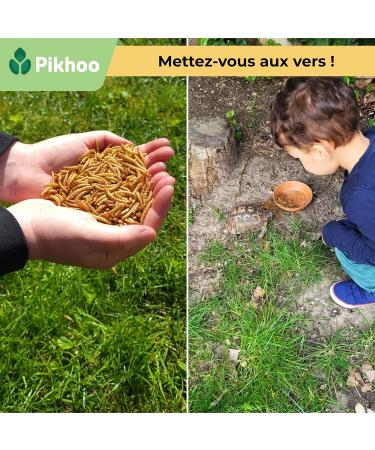 Dried Flour Worms | 3.5 kg | Edible Insects Meal Worms for Birds of the Sky Dried Insect Food Birds Outdoor - Buy Online on GoSupps.com