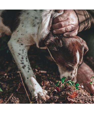 Valnerina Tartufi Black Truffle Pat Tartufata Sauce with Mushrooms, Truffles, Black Olives 90g Jar - Buy Online on GoSupps.com