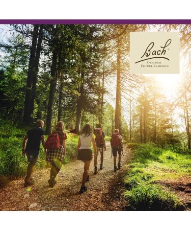 Bach Original Flower Remedies, Water Violet (Non-Alcohol Formula) - Connect with Others - Natural Homeopathic Flower Essence for Emotional Balance - Vegan, Gluten Free, Sugar Free - 10mL Dropper - Buy Online on GoSupps.com