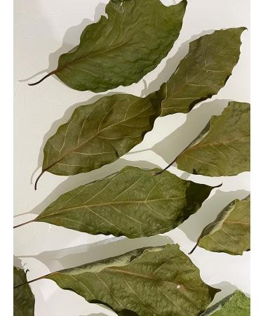 Dried Avocado Leaves Hojas de Aguacate Seco Avocado Leaves Tea: 4 oz (113 g) - Buy Online on GoSupps.com