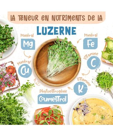 ZenGreens - Organic wheat seeds - Choose between 10g 200g and 500g - Wheat seeds with germination rate above 97% - Microgreens - Buy Online on GoSupps.com