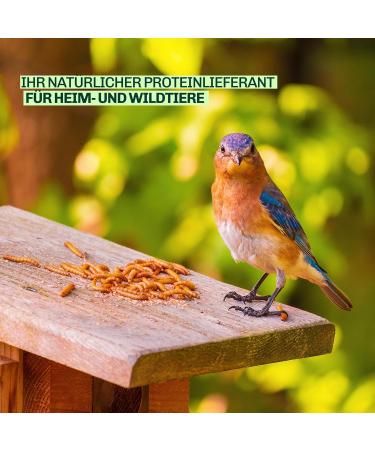 Jan-Pet Premium Mealworms 9kg - Dried Bird & Hedgehog Feed | All-Year Nutrition for Wild Birds Squirrels Hamsters & Fish - Buy Online on GoSupps.com