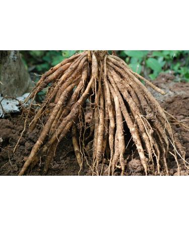 neotea Asparagus Root Thaneervittan Kilangu Powder 300 gm - Buy Online on GoSupps.com