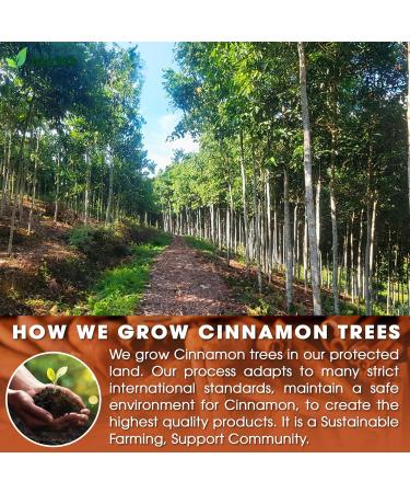 TOG999 Special Tea - Pure Cinnamon - 60 Tea Bags - Buy Online on GoSupps.com