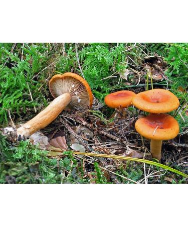 Mild Milk Cap Mushroom (lacarius mitissimus) micelio Spawn Dried Seeds (10g)