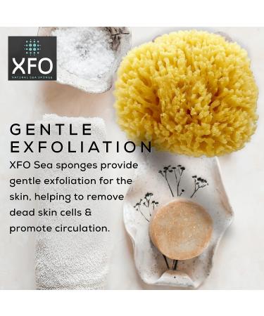 ideelz XFO Sea Sponge (Medium 4.5) - All Natural Yellow Loofah Sponge for Bathing and Exfoliating | USA Grown - Buy Online on GoSupps.com