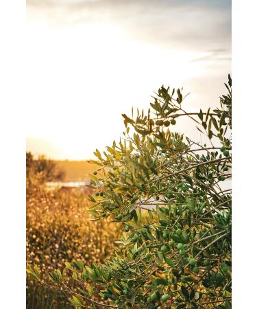 Buy Solivellas Extra Virgin Olive Oil Oli de Mallorca 500ml - Authentic Spanish Olive Oil for Your Kitchen - Buy Online on GoSupps.com