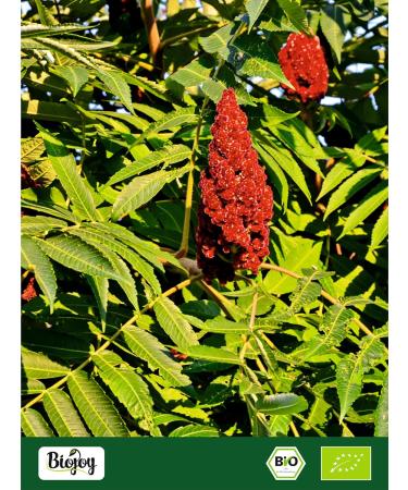 Biojoy Poudre de Sumac BIO (500 g) Sumac pice moulu 5% de Sel gemme - Buy Online on GoSupps.com
