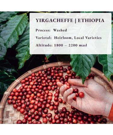  80 Cup Roasted After Order Freshest Specialty Coffee Beans | 80 CUP Roastery | Ethiopia Yirgacheffe Single Origin (1 kg) - Buy Online on GoSupps.com