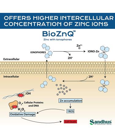 BioZnQ Zinc Quercetin 60 Capsules | Vegan-Friendly Immune Support - Buy Online on GoSupps.com