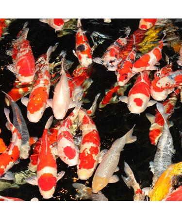 JBL PROPOND Goldfish XS 0 16kg - Buy Online on GoSupps.com