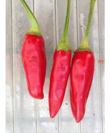 JAI'S GHOST RED-SOVERATO-BIG MAMA MUSTARD-CAPEZZOLI DI SCIMMIA-URFA BIBER-AJI PANCA - Buy Online on GoSupps.com