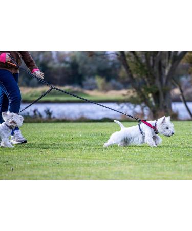 Sweetie Dual Shock Absorbing Bungee Dog Lead Splitter - Ideal for Walking 2 Small to Medium Dogs - Reflective Stitching, No Tangle Design - Buy Online on GoSupps.com