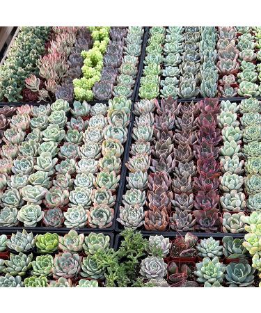 5 Pack Assorted Live Succulent Plants in 2 Starter Planter - Rare Small Indoor House Plants for Home Garden Decor - DIY Gift Set - Buy Online on GoSupps.com