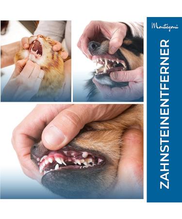 High-Quality Tartar Remover & Dental Care Set for Dogs | Tooth Cleaning Tools with Mouth Mirror & Scaler - International Shipping Available - Buy Online on GoSupps.com