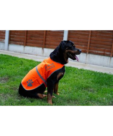4Legriend Dogs Security Vest - High Visibility Blaze Orange (Large) for Outdoor Safety | 5 Sizes Available - Protect Your Dog Day and Night - Buy Online on GoSupps.com