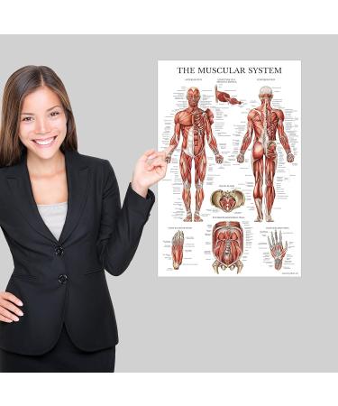 Quickfit Stretching Exercises & Muscle Anatomy Poster Set - Laminated Workout Diagrams (45.7 x 68.6 cm) - Enhance Your Stretching Routine! - Buy Online on GoSupps.com