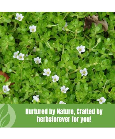 Herbsforever Brahmi Powder I 100% Pure Bacopa Monnieri I Natural Herbal Supplement Non-GMO Vegan Gluten-Free I Supports Wellness Premium Quality 230 GMS 230_GMS - Buy Online on GoSupps.com